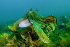 Digital-Nature_Ian-Patterson_Australia_Giant-Cuttlefish_PSA-Gold-Medal