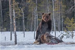 Digital-Nature_Jenny-Hibbert_Wales_Brown-Bear-Guarding-Kill_PSA-Ribbon