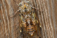 Digital-Nature_Lesley-Simpson_Scotland_Cicada-Camouflaged-on-Vineyard-Fencepost_WPF-Ribbon