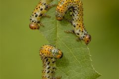 Digital-Nature_Robert-Harvey_England_Rose-Sawfly-Caterpillars_PSA-Ribbon