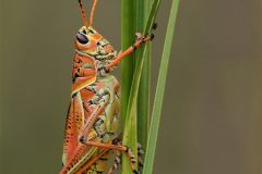 Digital-Nature_Stan-Maddams_England_Eastern-Lubber-Grasshopper_PAGB-Ribbon