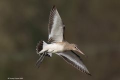 Digital-Nature_Tommy-Evans_Wales_Black-tailed-Godwit-in-Flight_GPU-Ribbon