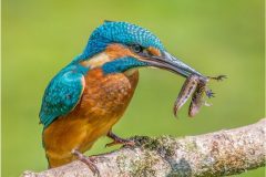 Digital-Nature_Andre-Van-De-Sande_Wales_The-Kingfisher-and-the-Newt_
