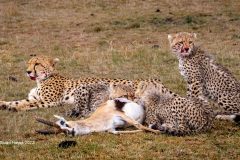 Digital-Nature_Andrew-Stuart-Hayes_Scotland_Amani-and-Cubs-on-a-Kill_