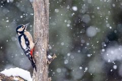 Digital-Nature_Andrew-Stuart-Hayes_Scotland_Woodpecker-Sheltering-from-the-Snow_