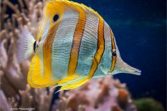 Digital-Nature_Andy-Polakowski_Wales_Copperband-Butterfly-Fish_
