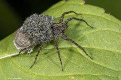 Digital-Nature_Ann-Healey_England_Female-Wolf-Spider-with-Spiderlings_WPF-Ribbon