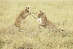 Digital-Nature_Bob-Devine_England_Lion-Cub-Attacks_