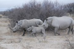 Digital-Nature_Carolyn-Rich_England_White-Rhinoceros-Family-Botswana_