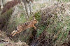 Digital-Nature_Carrie-Calvert_England_Leaping-Hare_