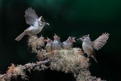 Digital-Nature_Chin-Chen-Lin_Taiwan_Feed-the-Birds-1_