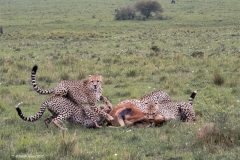 Digital-Nature_Dinah-Jayes_England_Cheetah-Family-Kill_