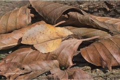 Digital-Nature_Gianpiero-Ferrari_England_Lappet-Moth-Among-Dry-Leaves_