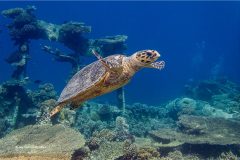 Digital-Nature_Jay-Hallsworth_England_Hawksbill-Turtle-on-a-Red-Sea-Wreck_
