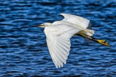 Digital-Nature_John-Crowland_Wales_Little-Egret-Flying_