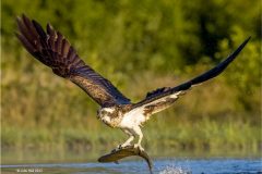 Digital-Nature_Julie-Hall_England_Osprey-with-Trout_