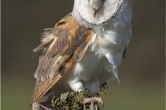 Digital-Nature_Ken-Lester_Wales_Barn-Owl_