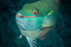 Digital-Nature_Kenneth-Gillies_Scotland_Parrotfish_