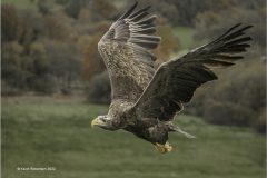 Digital-Nature_Kevin-Robertson_Wales_White-Tailed-Sea-Eagle_