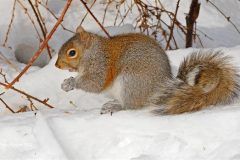 Digital-Nature_Trudy-Runyan_United-States_Squirrel-in-Snow_