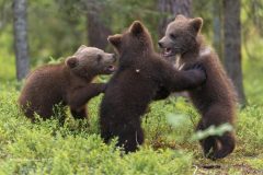 Digital-Nature_Vegard-Hanssen_Norway_Cubs-Playing_