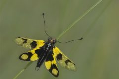 Owlfly, Ascalaphus macaronius. Rhodopi Mts., SW Bulgaria. 25.6.2022