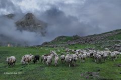 Digital-PhotoTravel_Biswanath-Bag_India_Flock-of-Sheep_