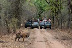Digital-PhotoTravel_Chinmoy-Dutta_India_Tiger-Crossing-the-Road-01_