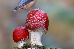 Print-Open-Colour_Gianpiero-Ferrari_England_Nuthatch-Perched-on-Fly-Agaric_