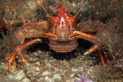 Print-Open-Colour_Kenneth-Gillies_Scotland_Squat-Lobster-and-Nudibranch_