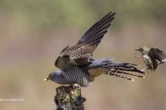 Print-Open-Colour_Lorna-Hayton_Scotland_Cuckoo-Dive-Bombed-by-Meadow-Pippit_
