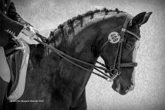 Print-Open-Monochrome_Jennifer-Margaret-Webster_England_Intense-Communication-Between-Horse-and-Rider_