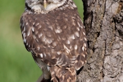 1-little-owl