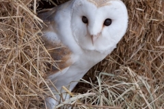2-barn-owl