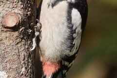 3-Greater-spotted-Woodpecker