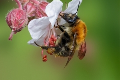 11.-Field-Bumblebee_-