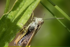 3.-Common-Field-Grasshopper_