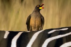 03-Yellow-Billed-Oxpecker
