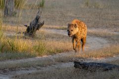 10-Hyena-early-morning-prowl