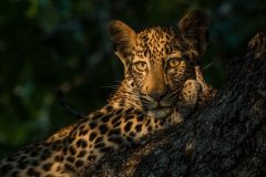 12-Leopard-Cub-in-dappled-Light
