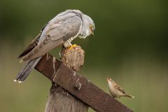 Cuckoo and Sedge Warbler Conversation