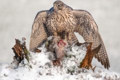 Gyrfalcon The Victor