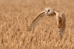 04-Barn-Owl-Quartering-a-Field