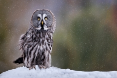 06-Great-Grey-Owl-in-Snowfall