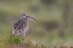 07-Calling-Curlew