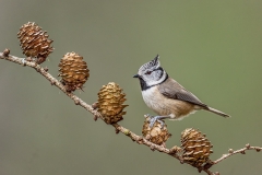 11-Crested-Tit
