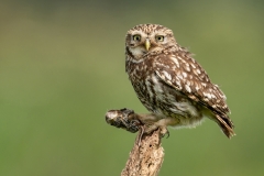 12-Little-Owl-with-Common-Shrew