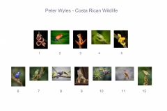 00-Peter-Wyles.-Costa-Rican-Wildlife