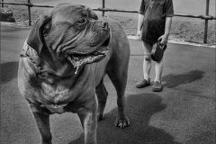 Digital-Open-Monochrome_Andy-Polakowski_Wales_Me-and-My-Dog_FIAP-Ribbon
