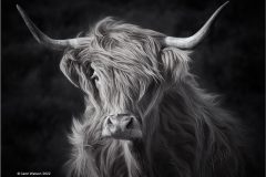 Windswept and Interesting